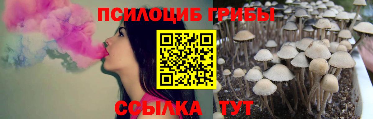 Псилоцибиновые грибы Psilocybe Узловая